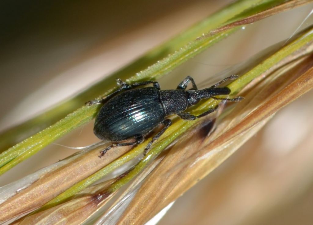 Curculionidae da id.  No, Apionidae: Aspidapion aeneum